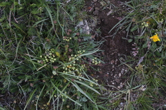 Chamaesciadium acaule