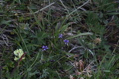 Polygala alpicola