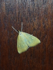 Anania crocealis