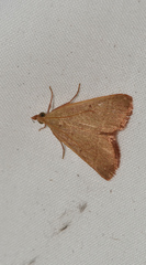 Endotricha ignealis
