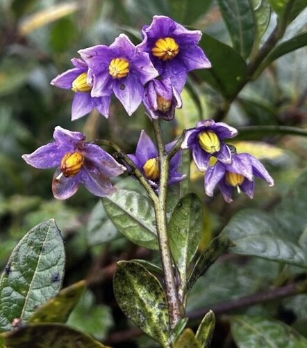 Solanum coalitum