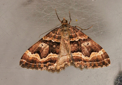 Chrysolarentia