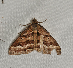 Xanthorhoe percrassata