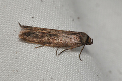 Telanepsia stictocrossa