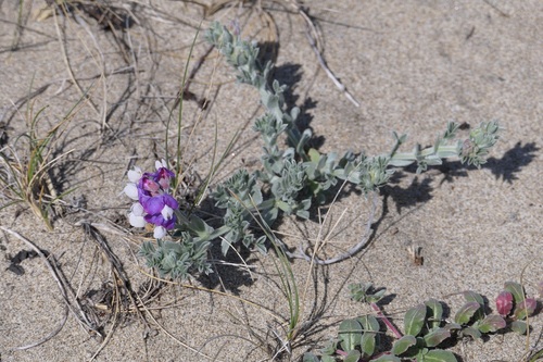 Image of Lathyrus littoralis by (c) John Hibbard, some rights reserved (CC BY)