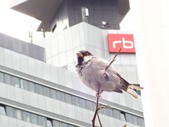 Passer domesticus
