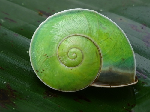 Crystallopsis hunteri · iNaturalist Ecuador