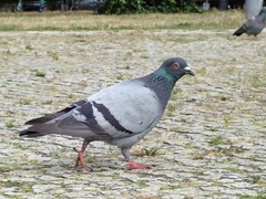 Columba livia domestica