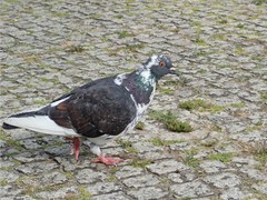 Columba livia domestica