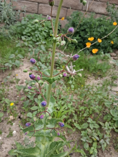Penstemon spectabilis