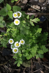 Tanacetum parthenium