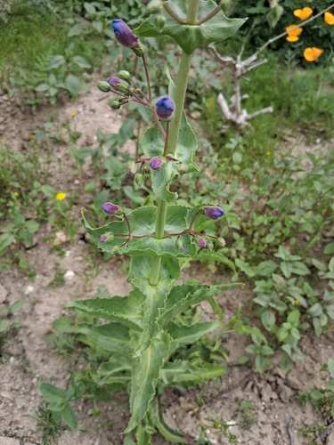Penstemon spectabilis
