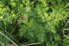 Anthriscus sylvestris
