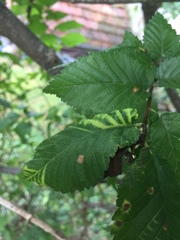 Eriosoma ulmi