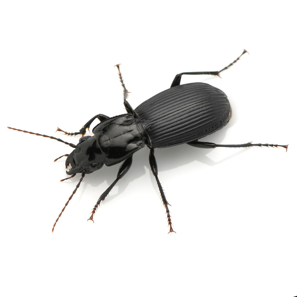 Pterostichus crenicollis