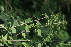 Urtica dioica