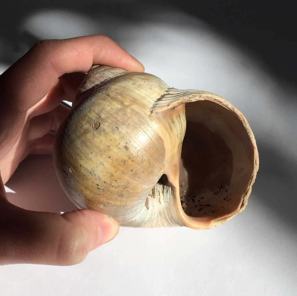 Northern Moon Snail (North carolina marine molluscs) · iNaturalist