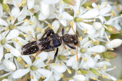 Scrobiger splendidus