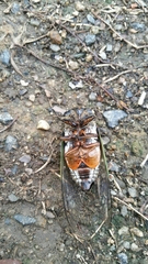 Cryptotympana facialis