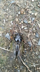 Cryptotympana facialis