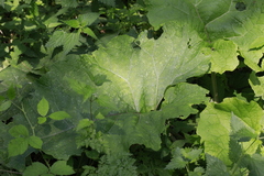 Arctium minus