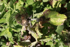 Arctium minus