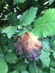 Eriosoma lanuginosum