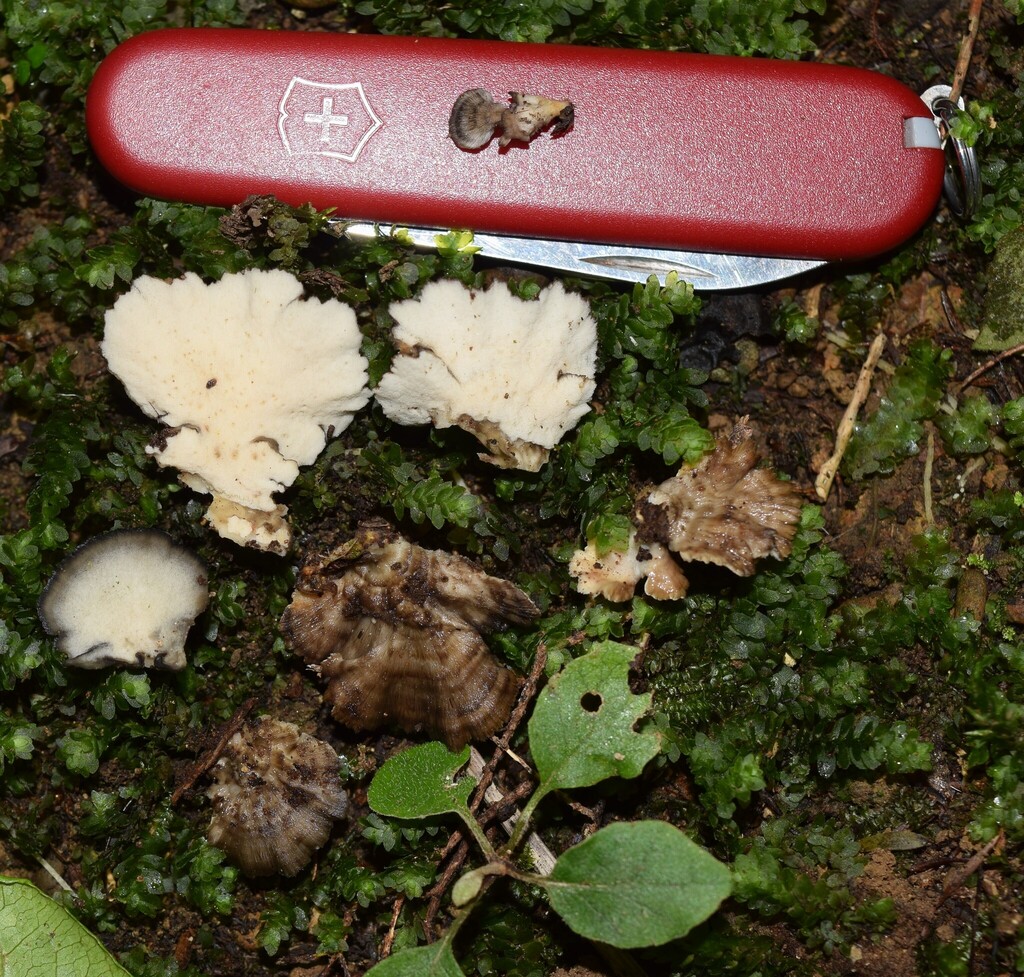 Meripilus concrescens