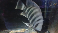 Heterotilapia buettikoferi