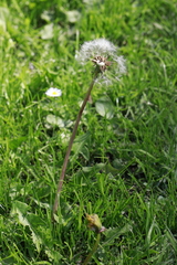 Taraxacum officinale