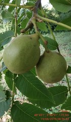 Juglans × intermedia