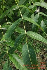 Juglans × intermedia