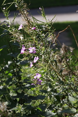 Epilobium hirsutum