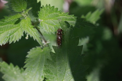 Episyrphus balteatus