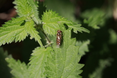 Episyrphus balteatus
