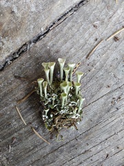 Cladonia