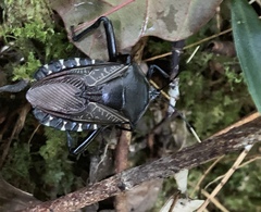 Tessaratomidae