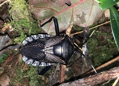 Tessaratomidae