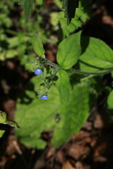 Pentaglottis sempervirens