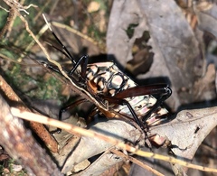 Tessaratomidae