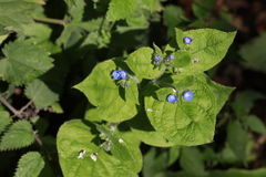 Pentaglottis sempervirens