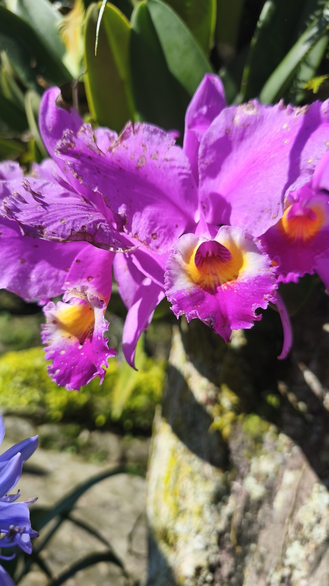 Imagem de Orquídea Nacional