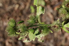 Arctium minus