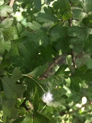 Phyllocoptes goniothorax