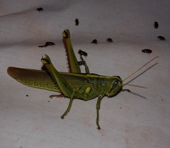 Schistocerca alutacea