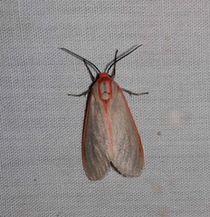 Pygarctia spraguei