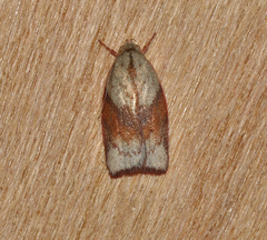 Euchaetis iozona