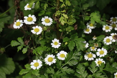 Tanacetum parthenium