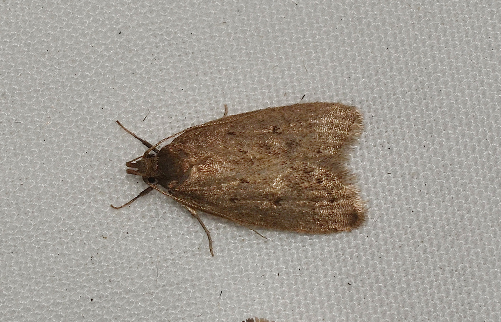 Eulechria pastea