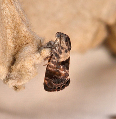 Eupselia carpocapsella
